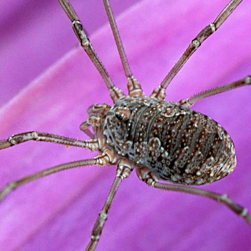 Phalangium opilio